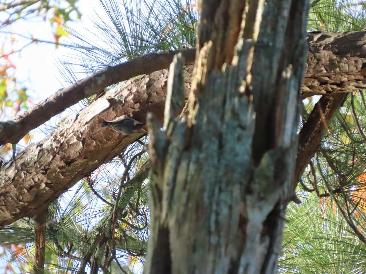 Brown-headed Nuthatch - ML647183201