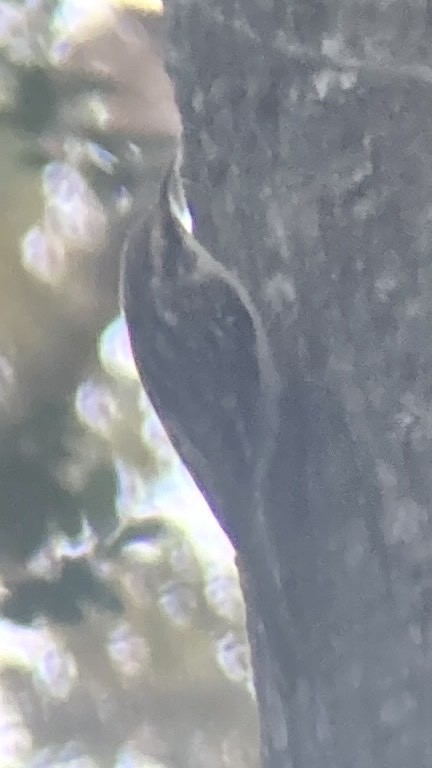 Brown Creeper - ML647183202