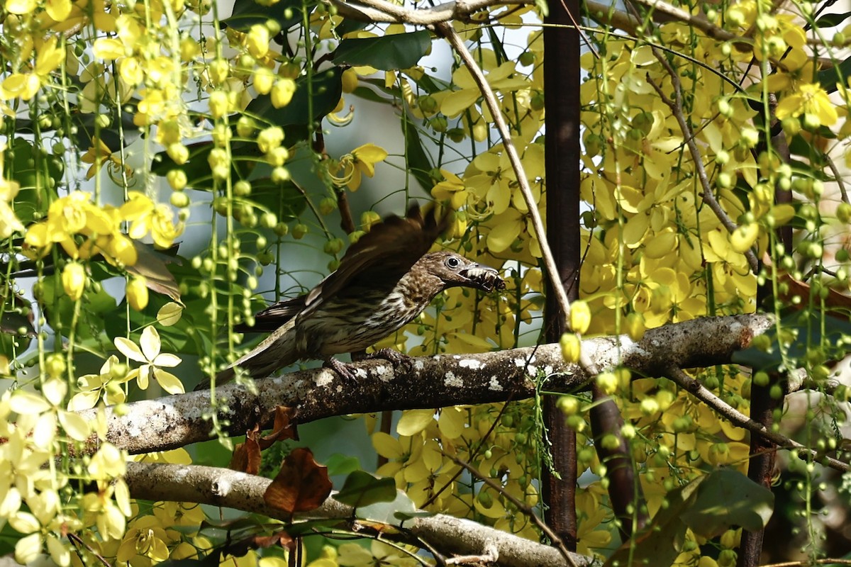 Australasian Figbird - ML647183204