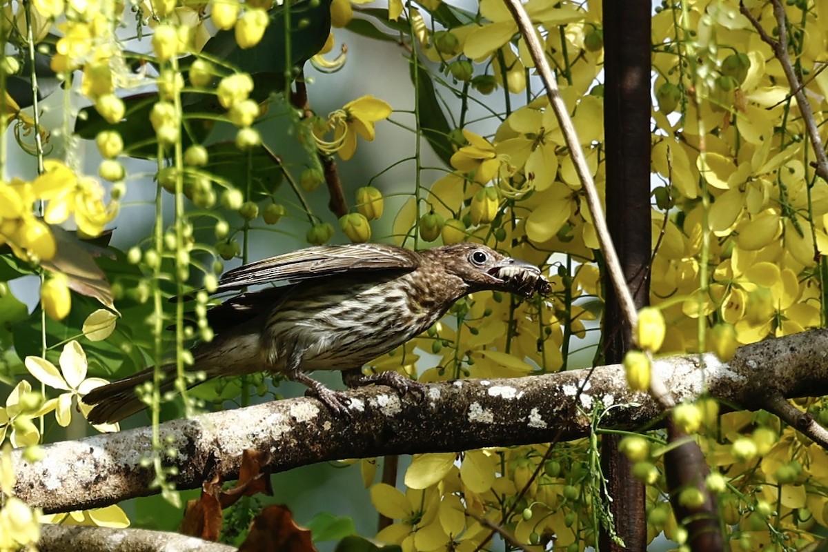Australasian Figbird - ML647183206