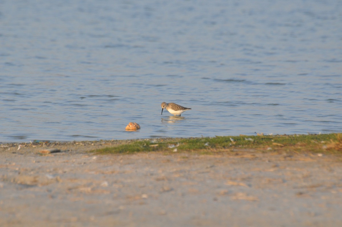 Dunlin - ML647183210