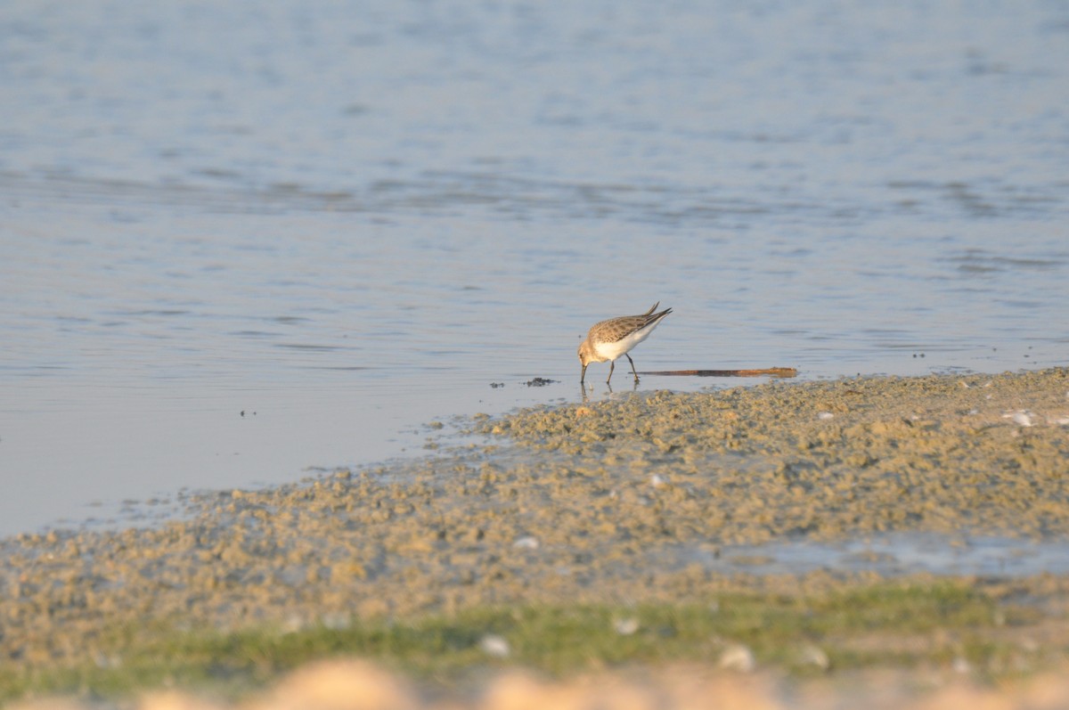 Dunlin - ML647183211