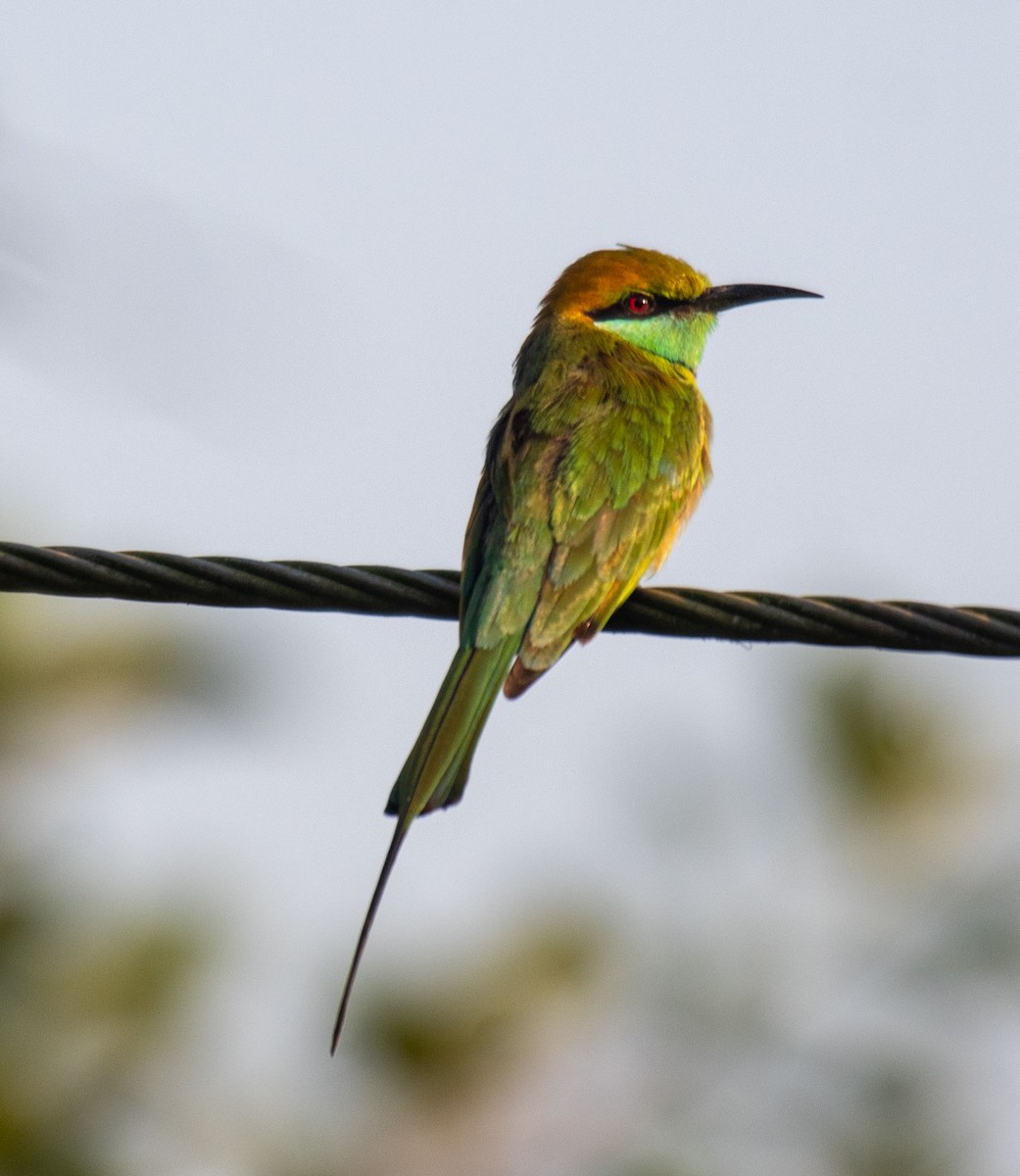 Asian Green Bee-eater - ML647183213