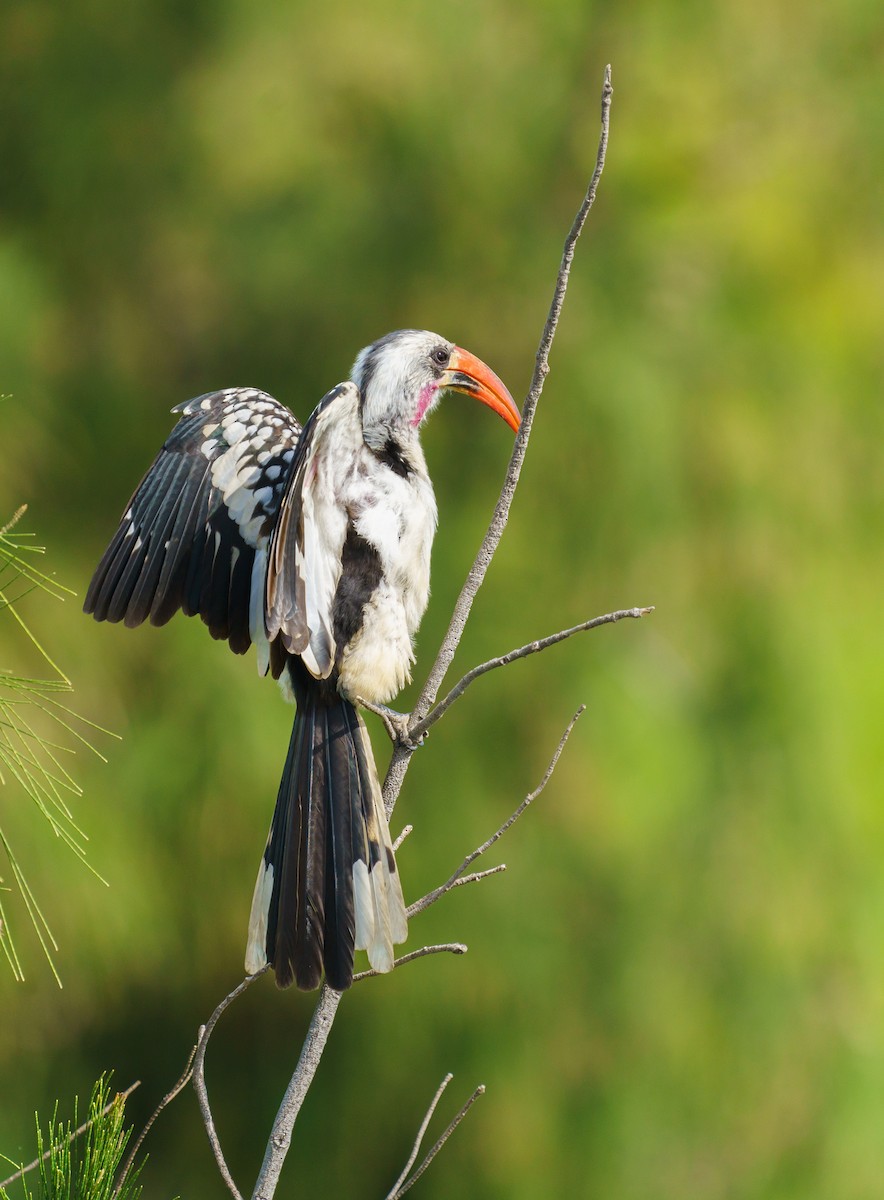 Western Red-billed Hornbill - ML647183219