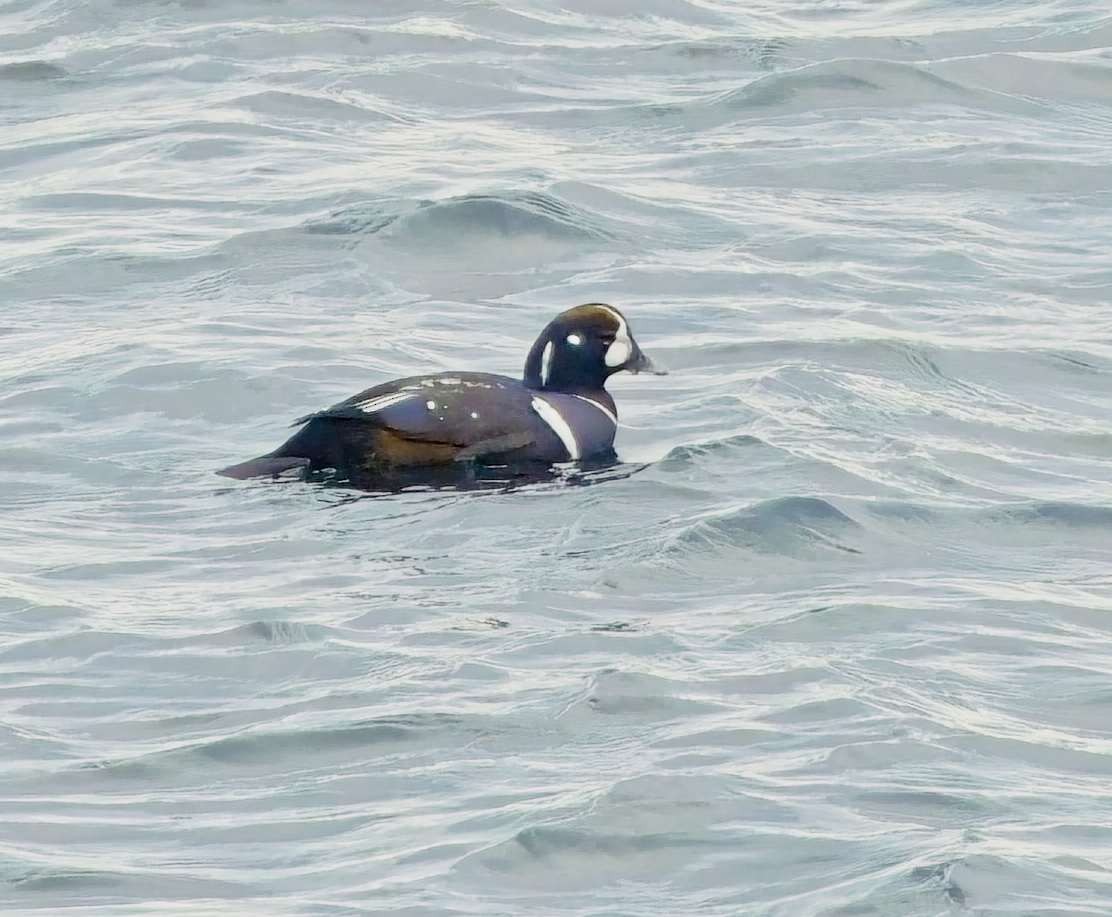 Harlequin Duck - ML647183220