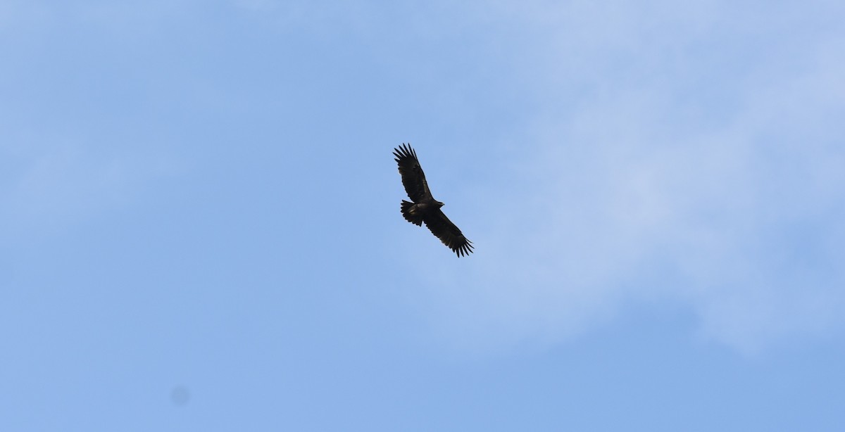 Greater Spotted Eagle - ML647183221