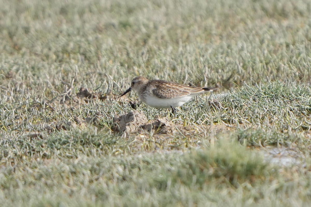 Baird's Sandpiper - ML647183222