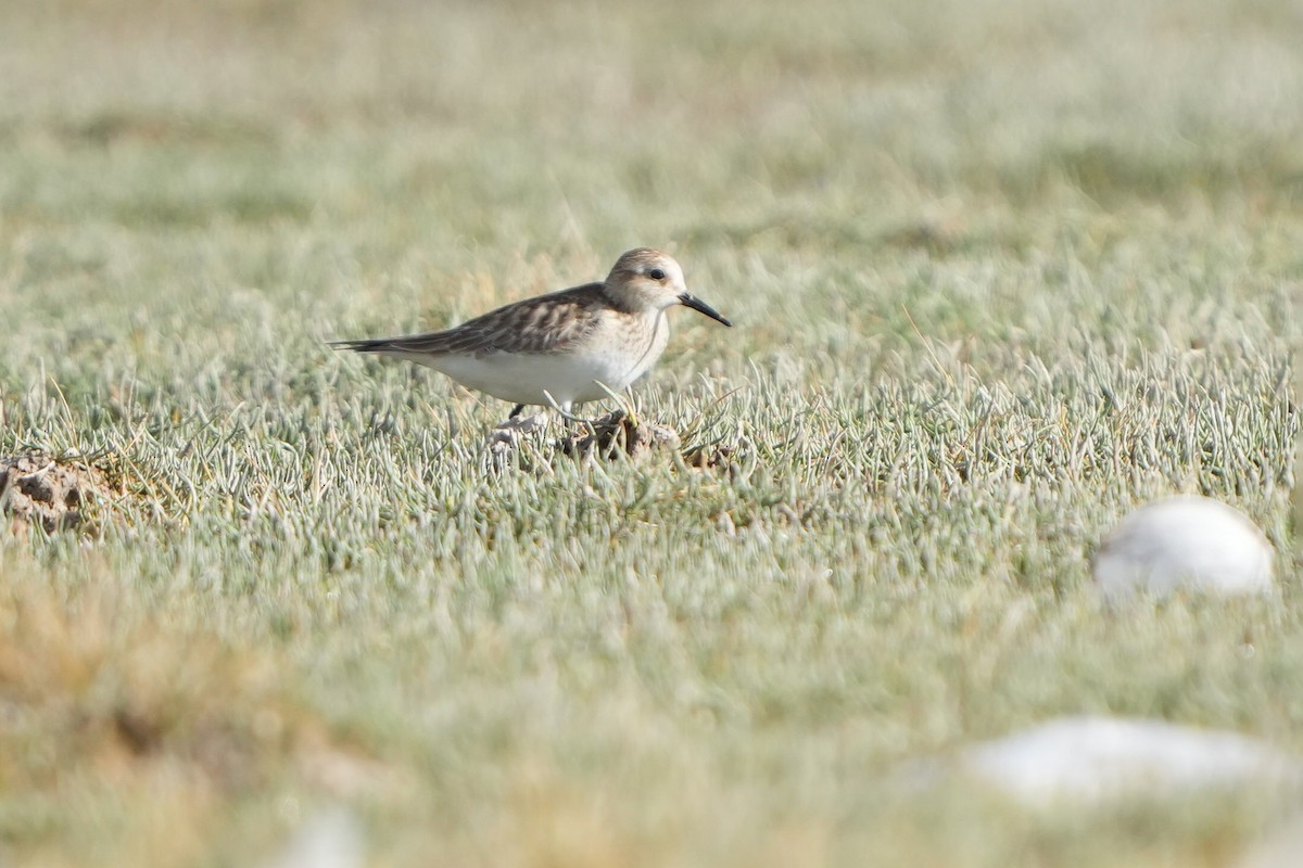 Baird's Sandpiper - ML647183223
