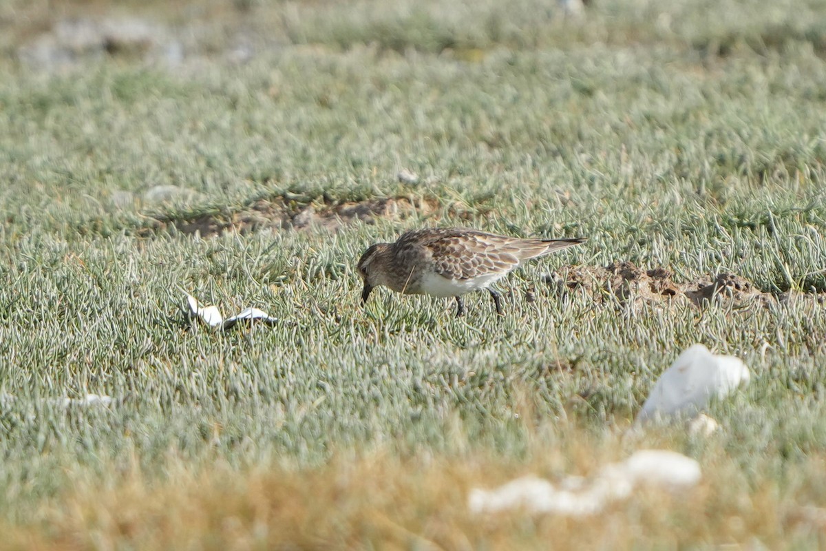 Baird's Sandpiper - ML647183224