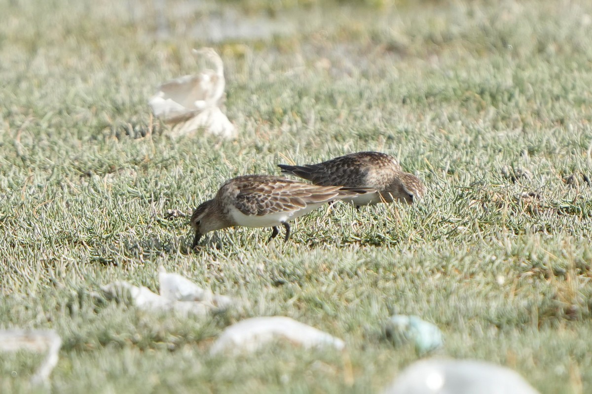 Baird's Sandpiper - ML647183225