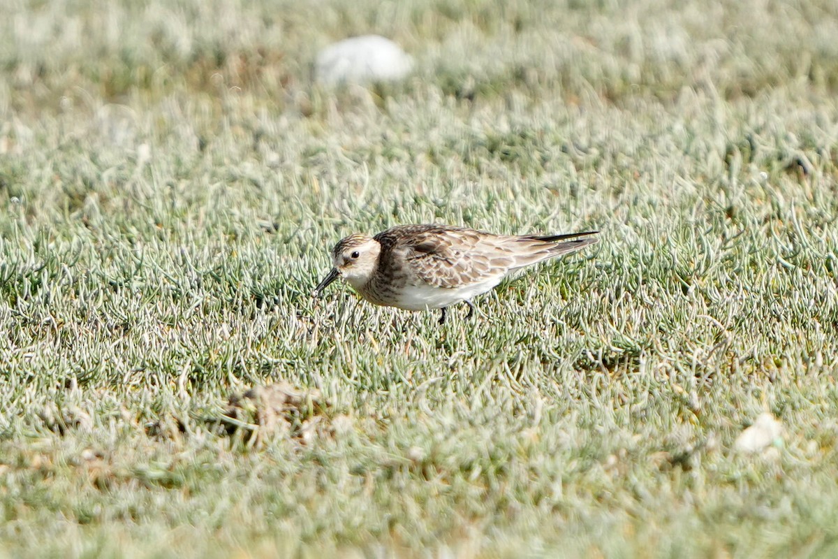 Baird's Sandpiper - ML647183226