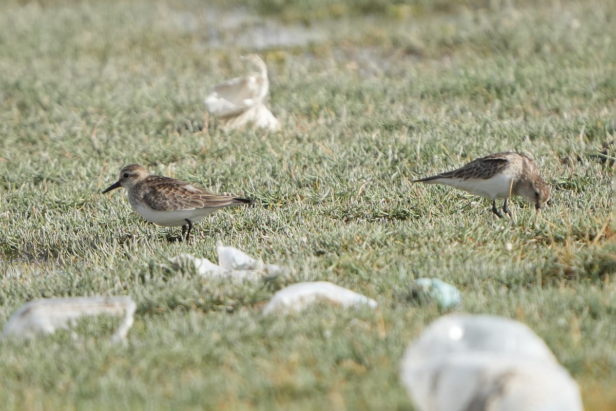 Baird's Sandpiper - ML647183227