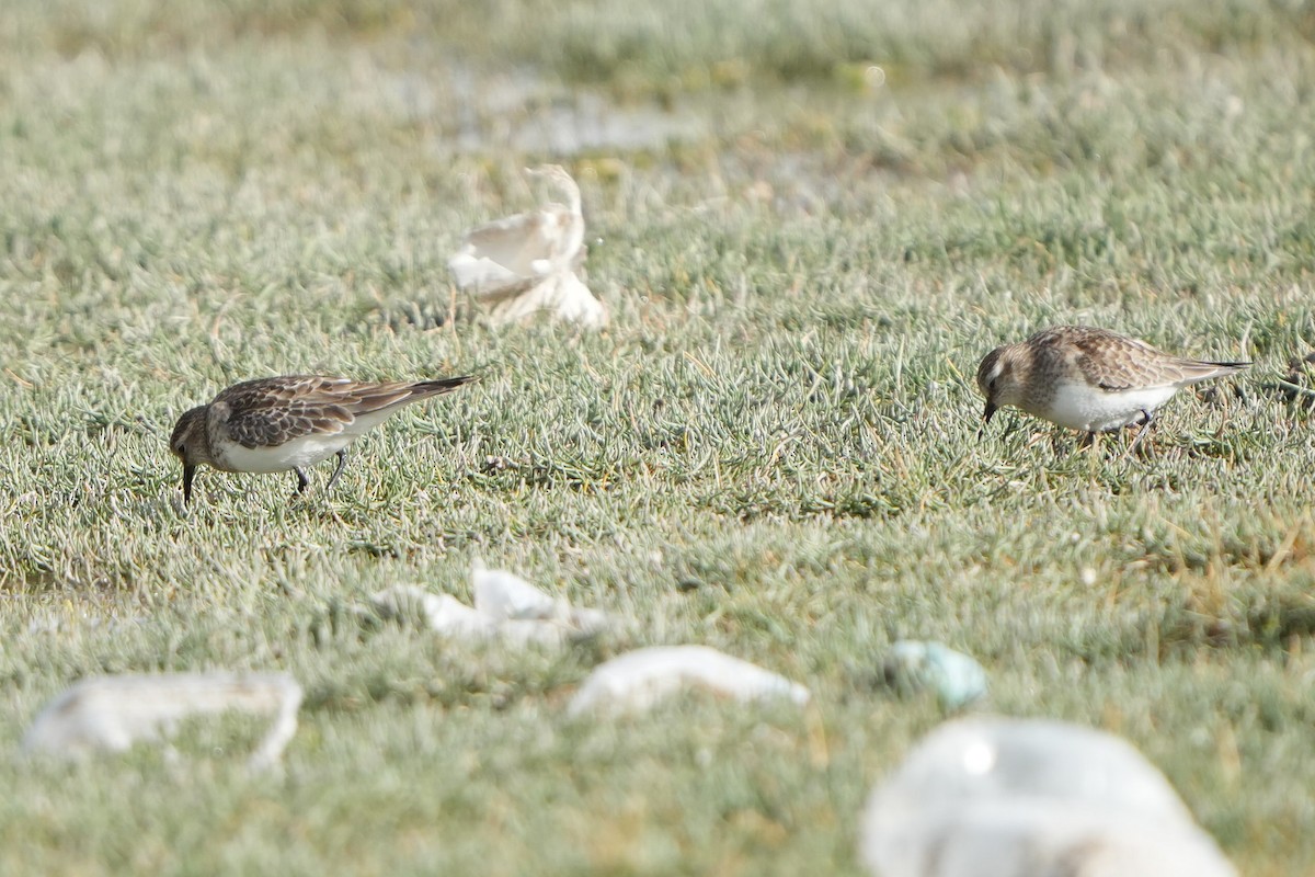 Baird's Sandpiper - ML647183228