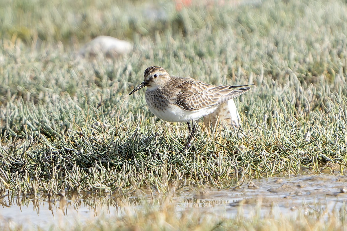 Baird's Sandpiper - ML647183229