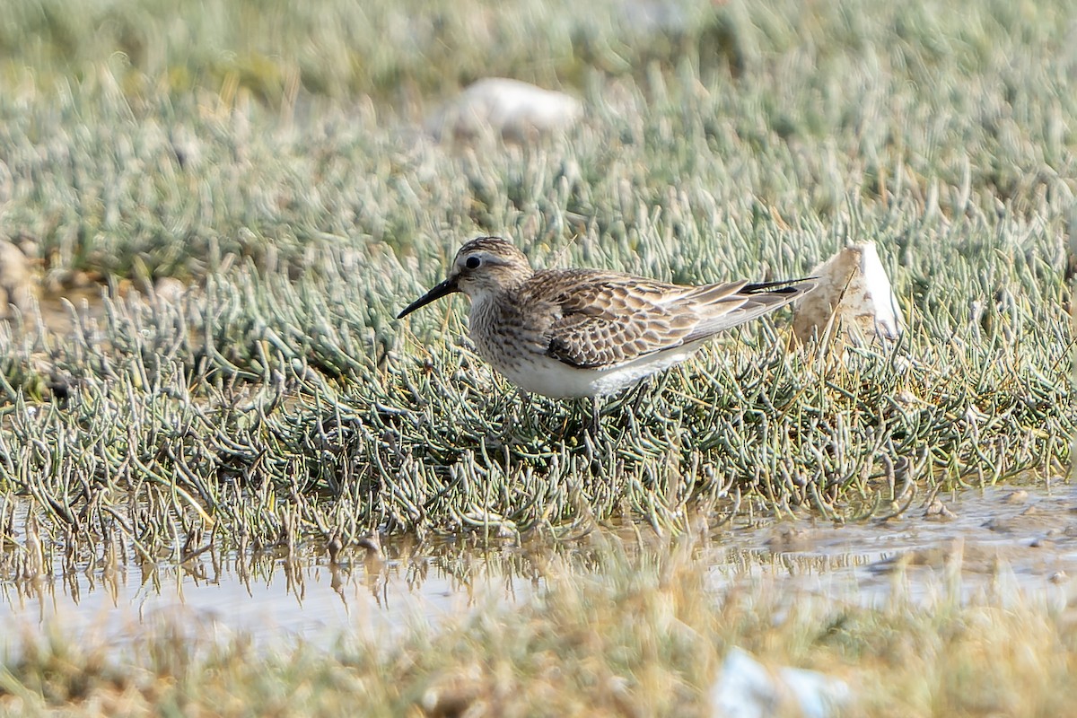 Baird's Sandpiper - ML647183230