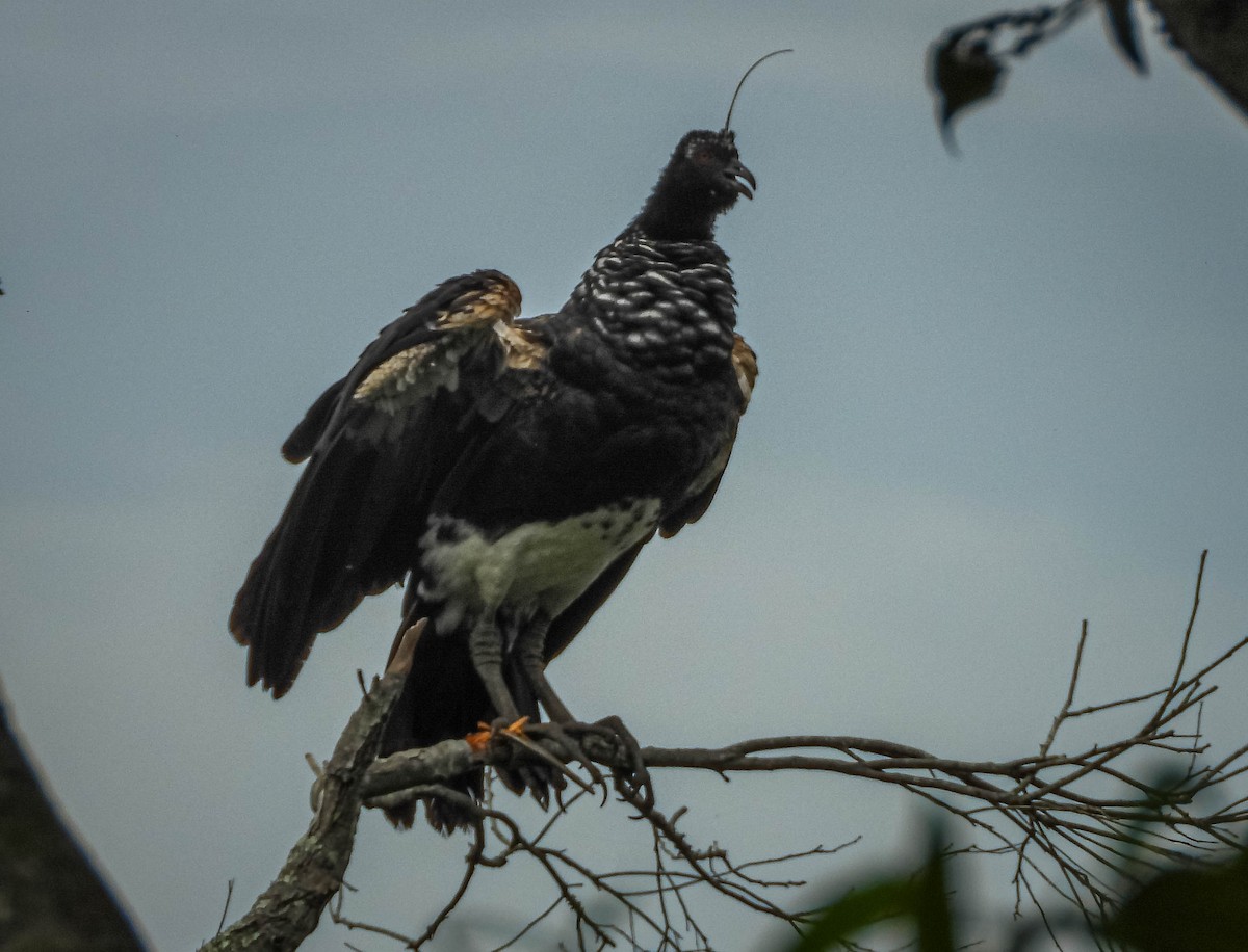 Horned Screamer - ML647183232