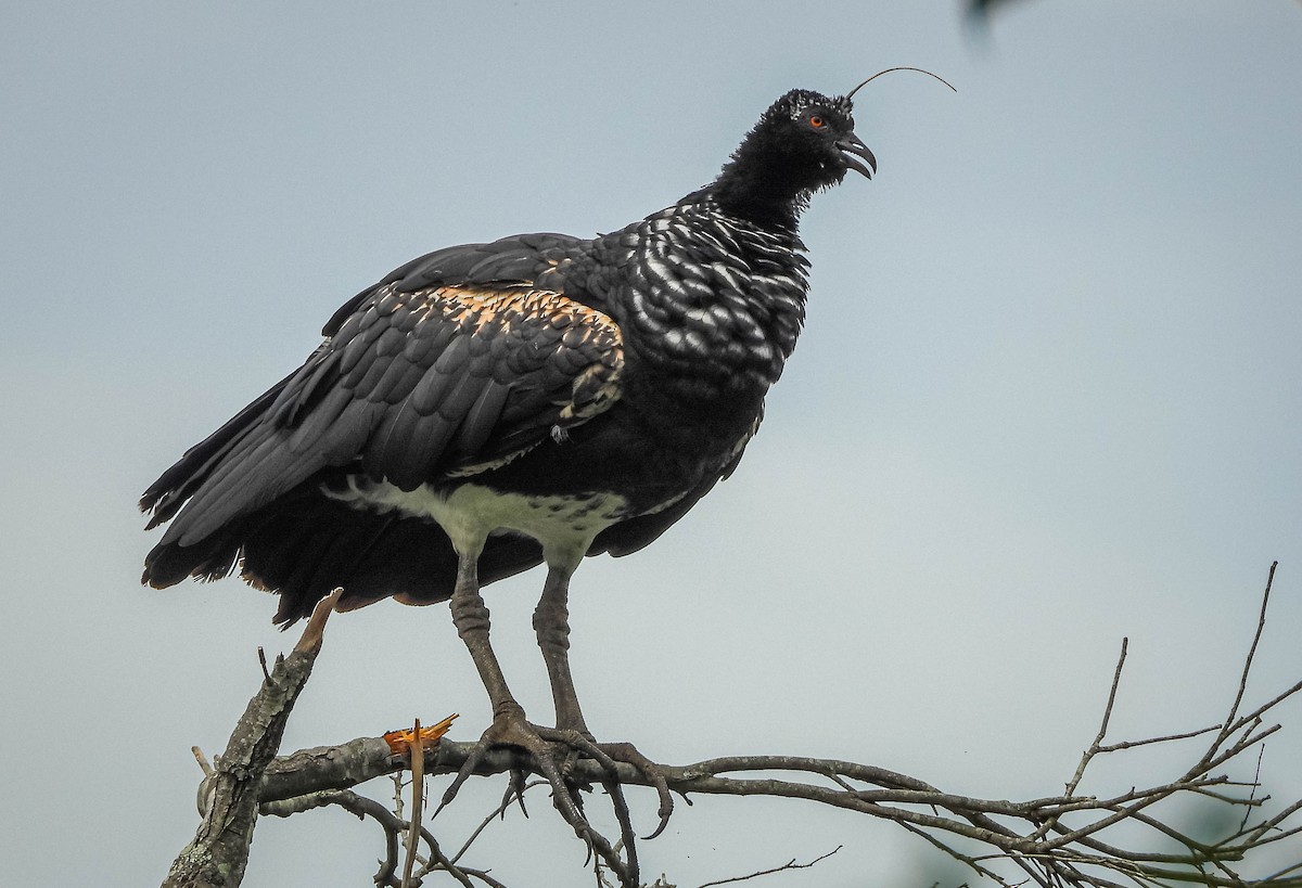 Chajá Añuma - ML647183233