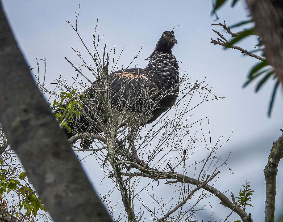 Chajá Añuma - ML647183234