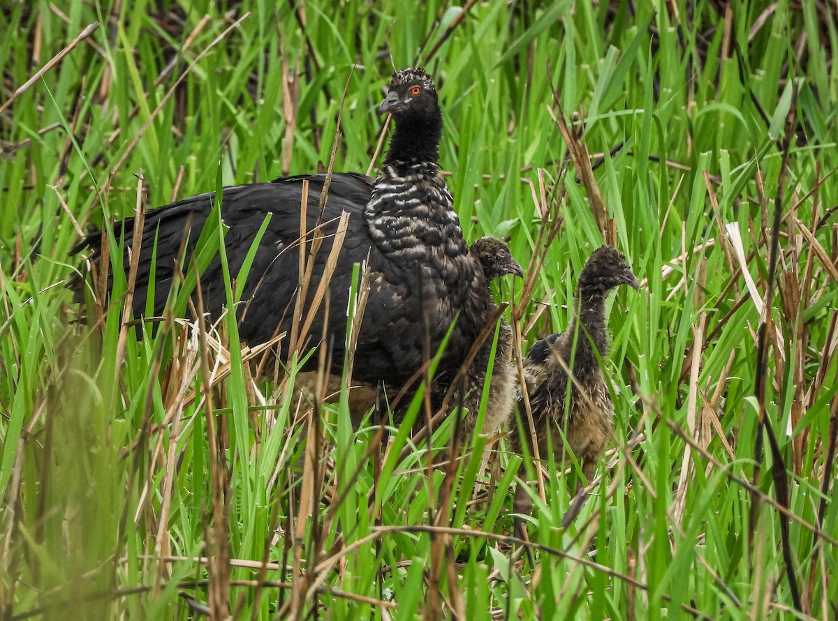 Chajá Añuma - ML647183235