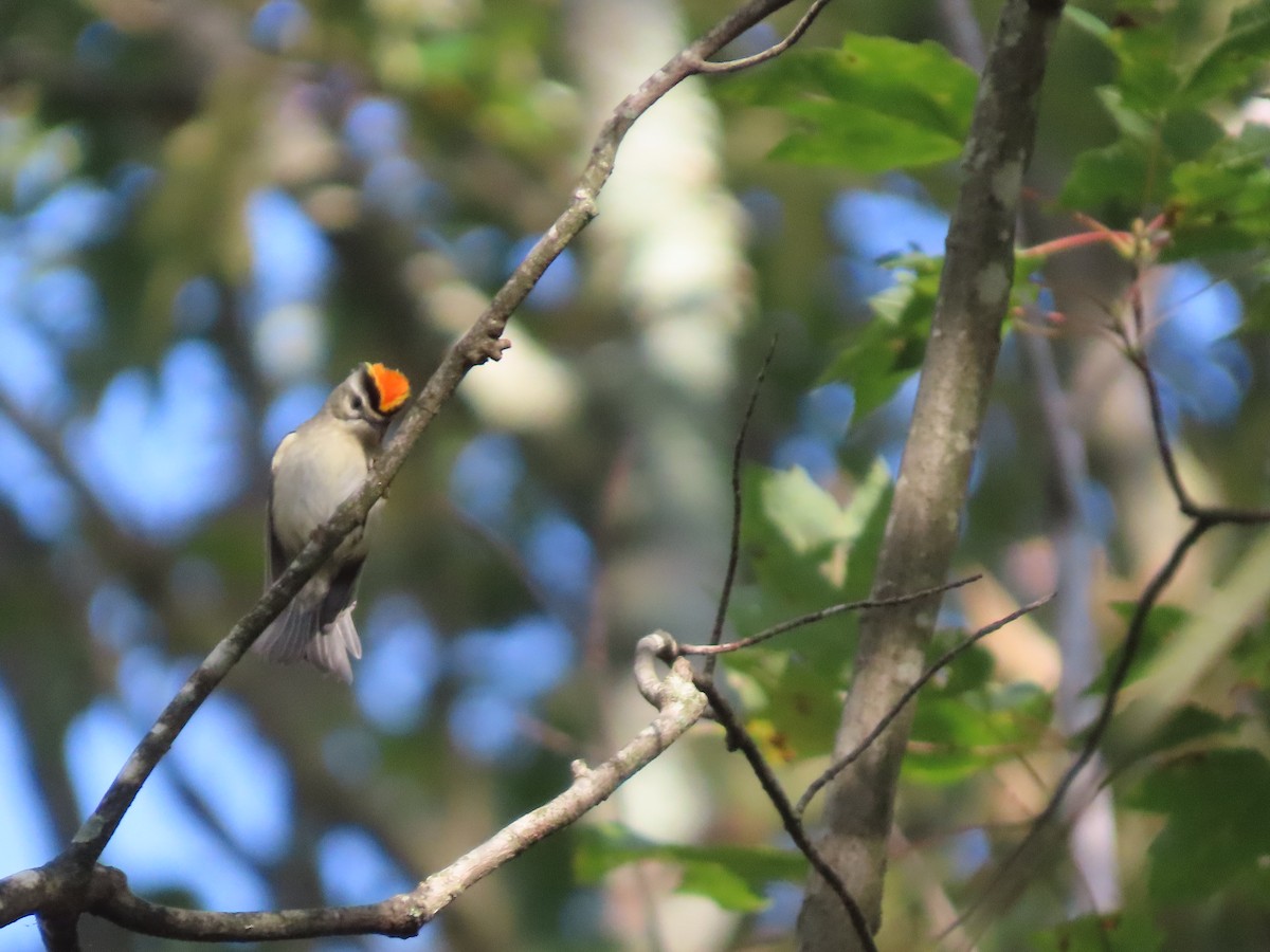 Golden-crowned Kinglet - ML647183252
