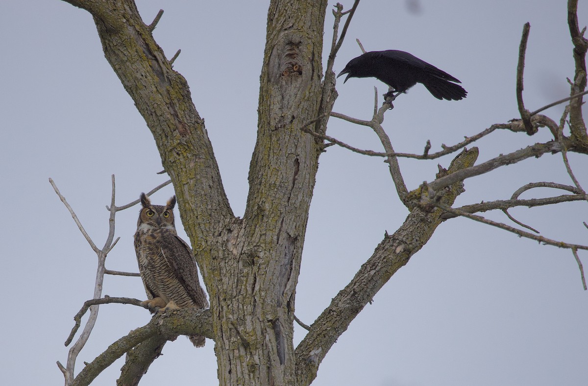 Great Horned Owl - James Sawusch