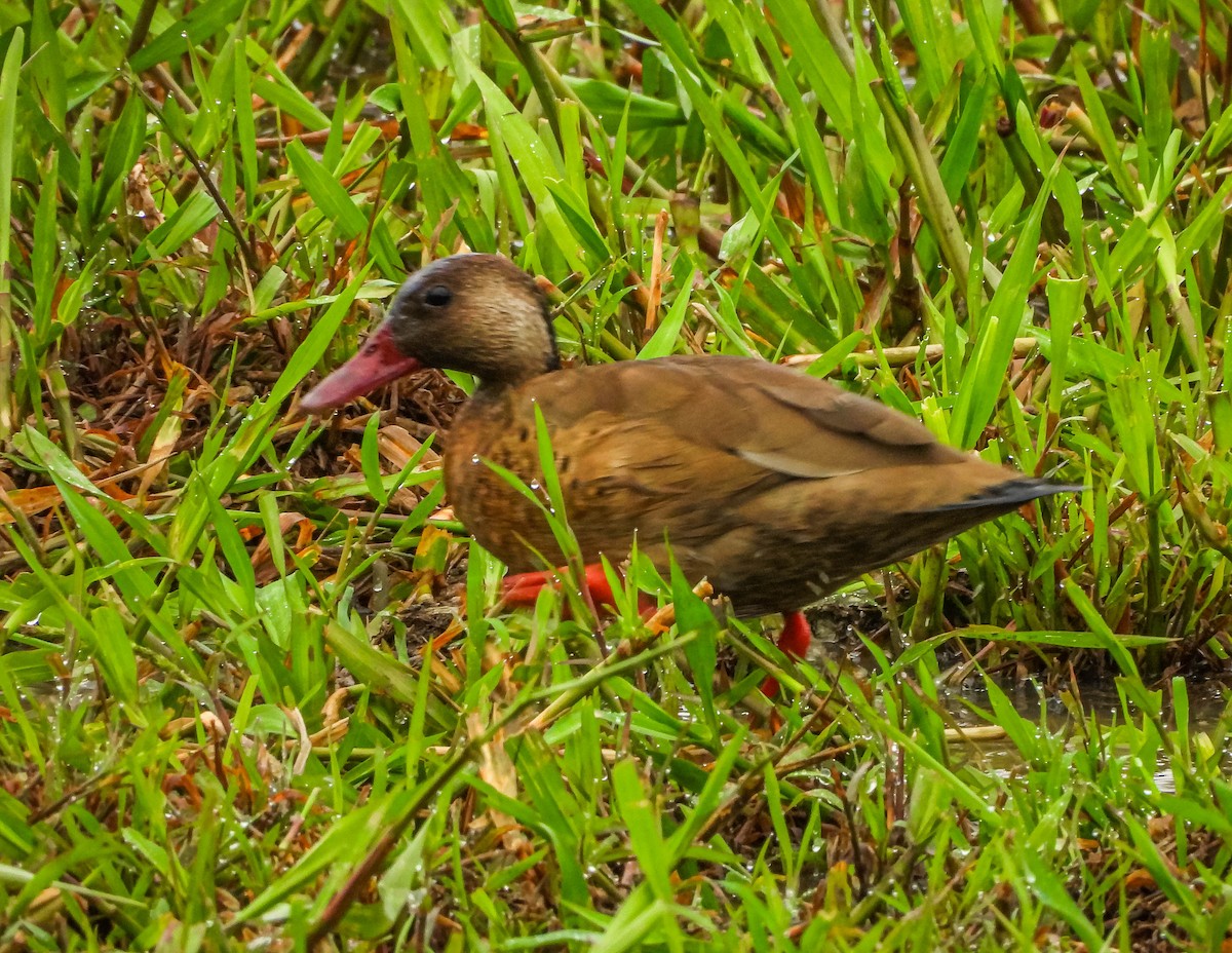 Brazilian Teal - ML647183272