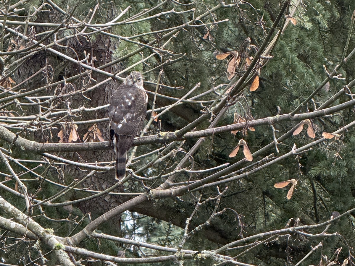 Épervier brun - ML647183277