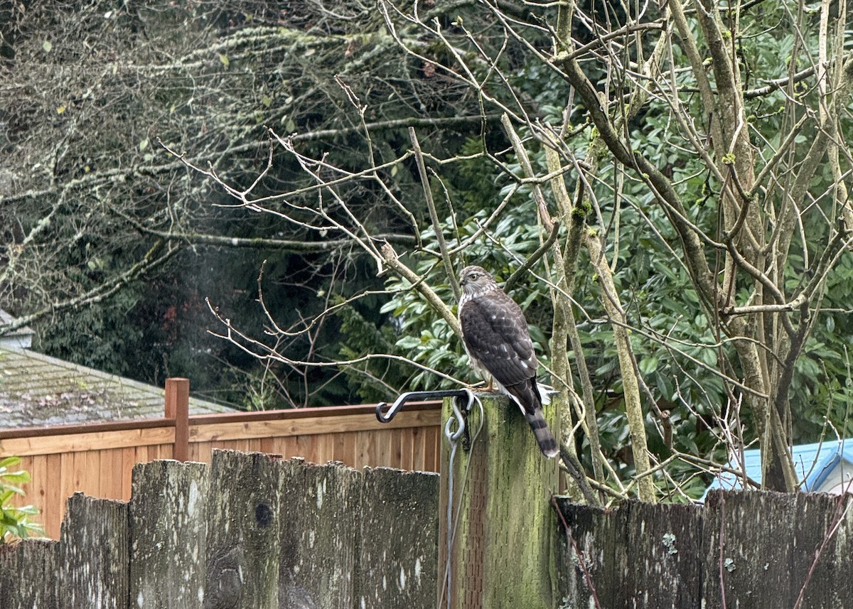 Épervier brun - ML647183278