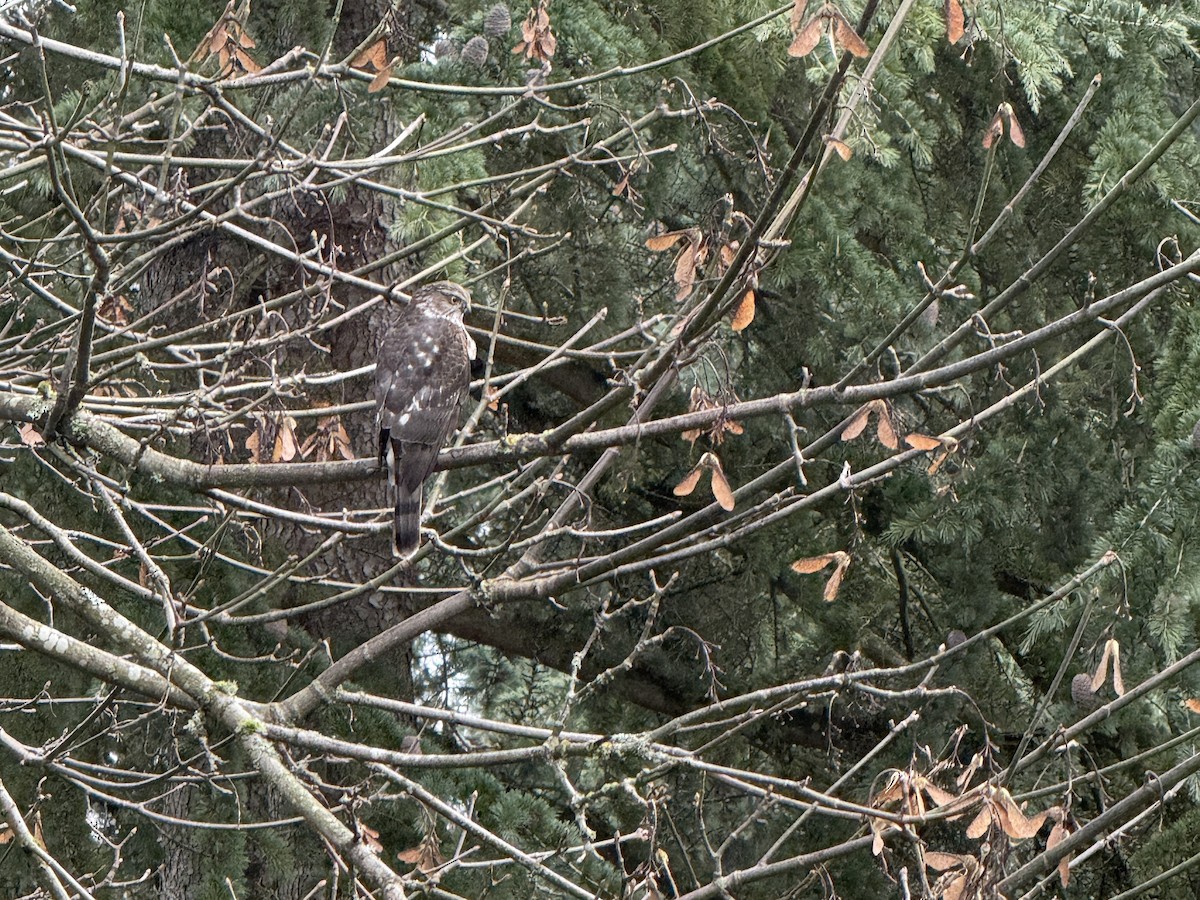 Épervier brun - ML647183279