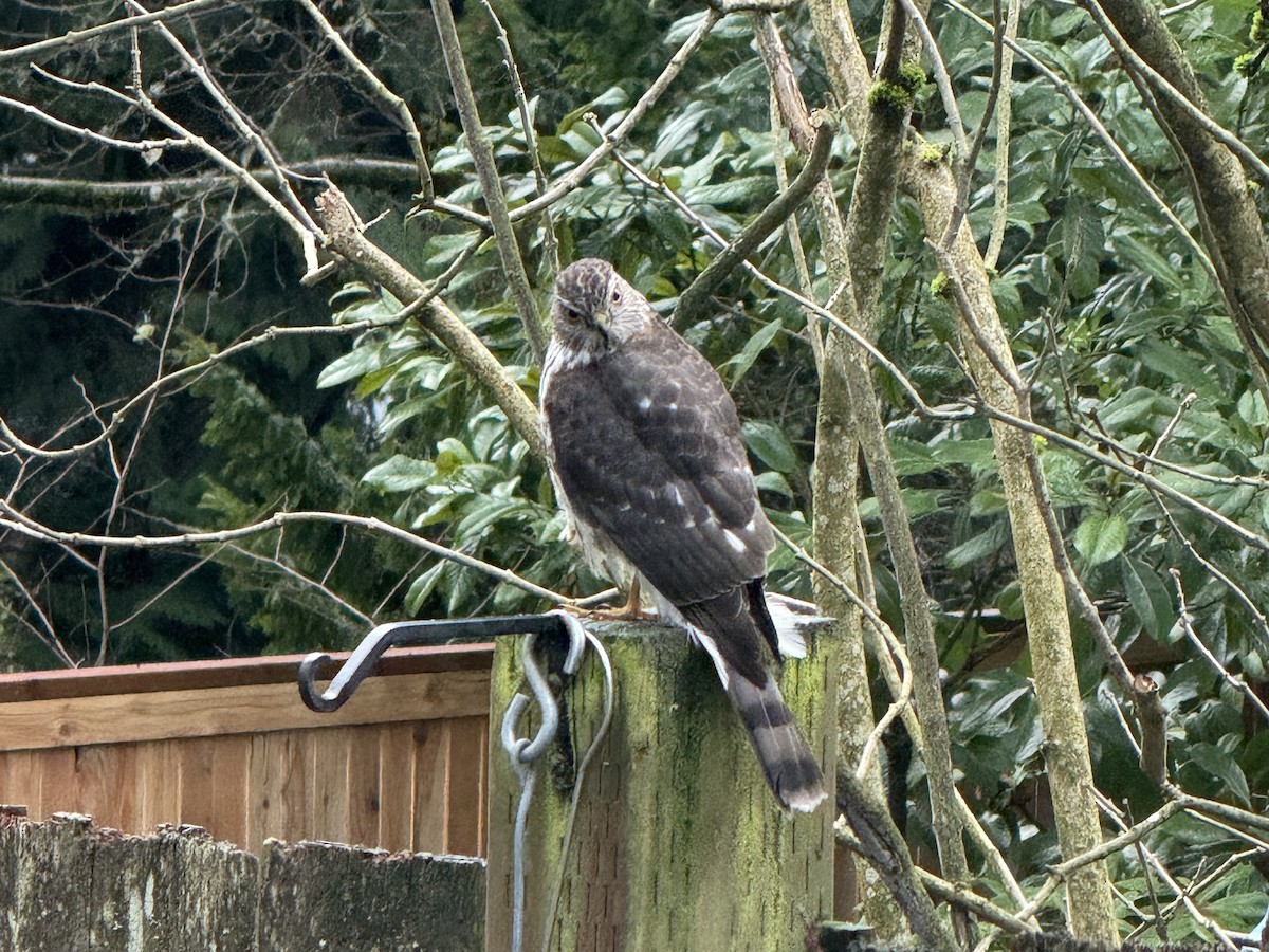 Épervier brun - ML647183280