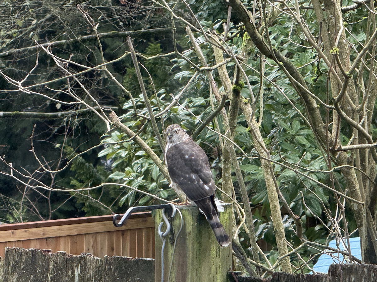 Épervier brun - ML647183281