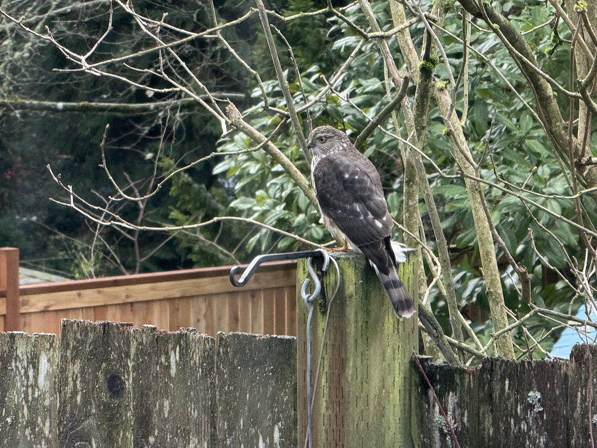 Épervier brun - ML647183282