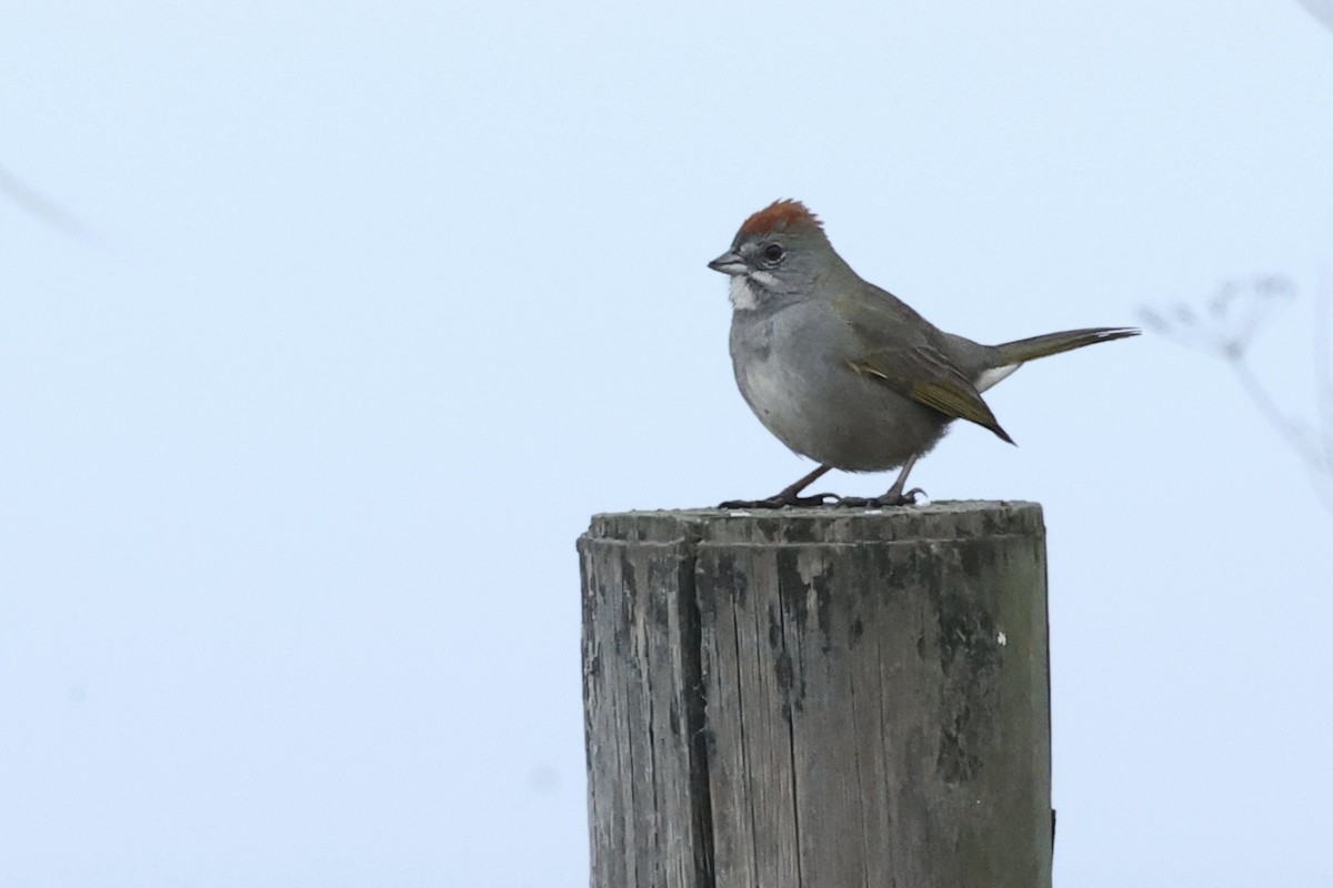 Зелёнохвостый тохи - ML647183292