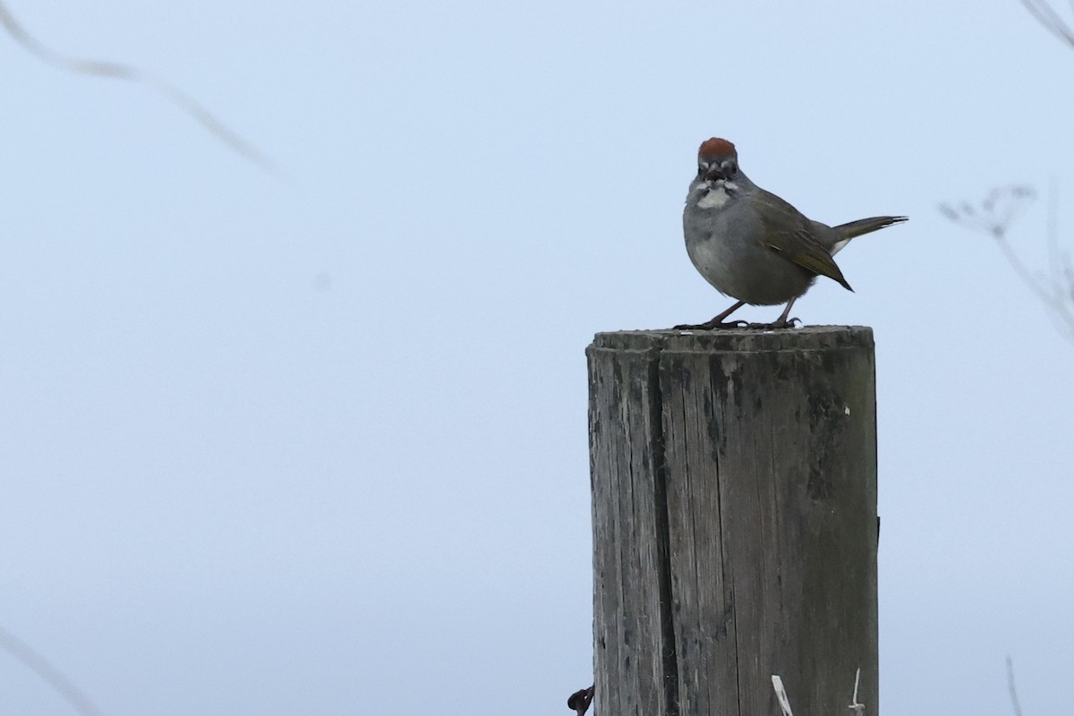 Зелёнохвостый тохи - ML647183293