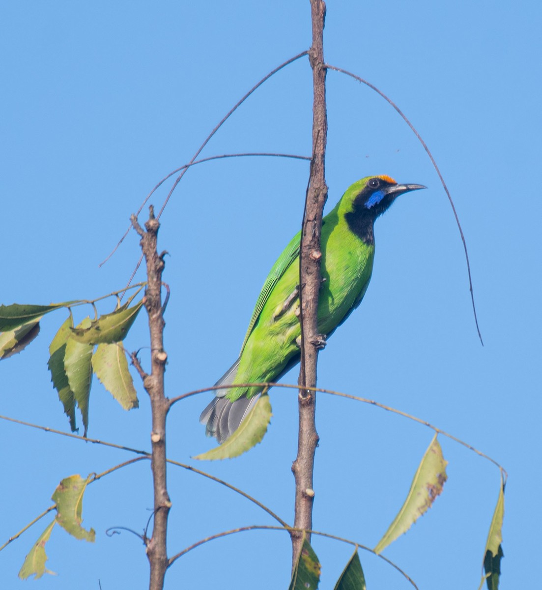 Golden-fronted Leafbird - ML647183300
