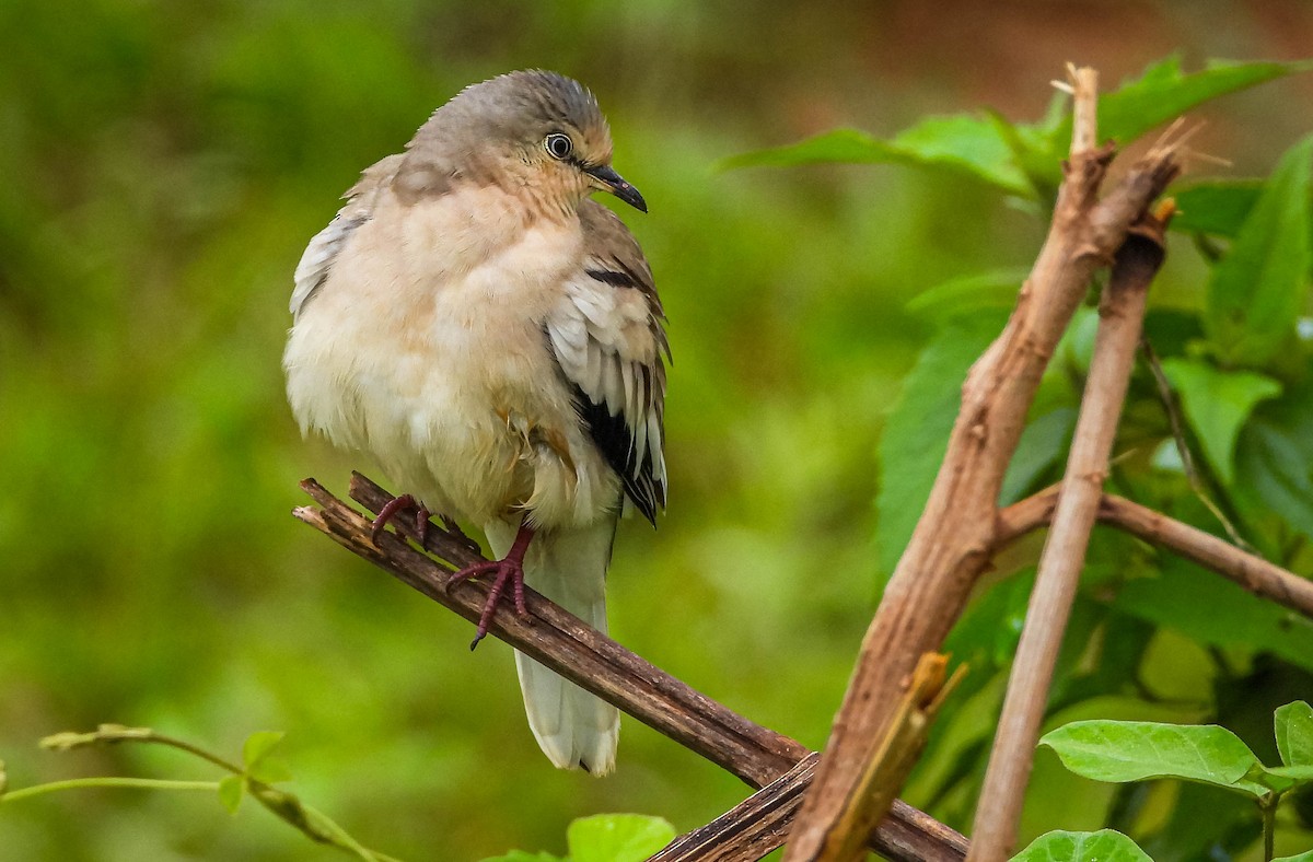 holoubek pikui - ML647183303