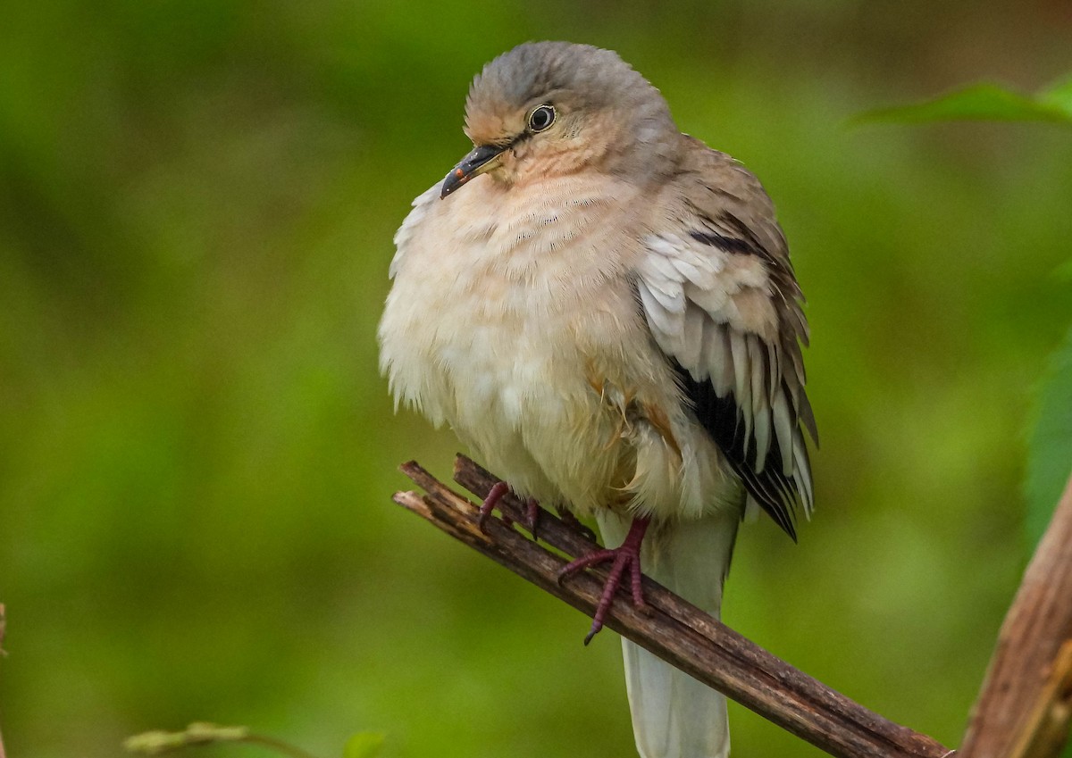 holoubek pikui - ML647183304