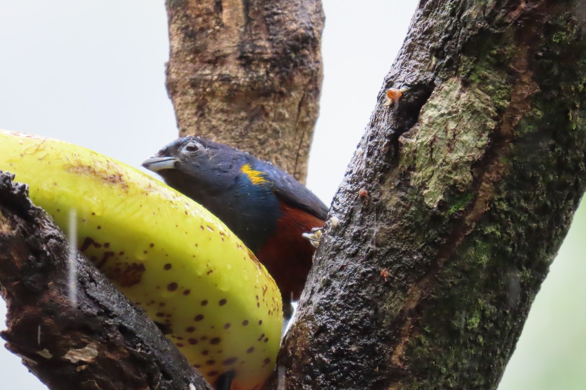 Chestnut-bellied Euphonia - ML647183305