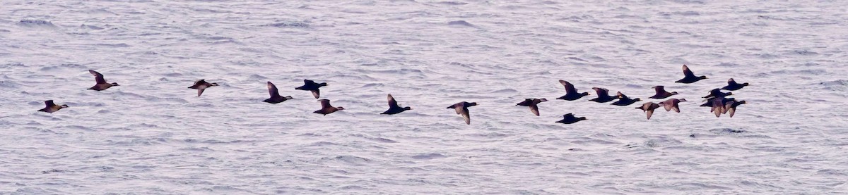 Black Scoter - ML647183306