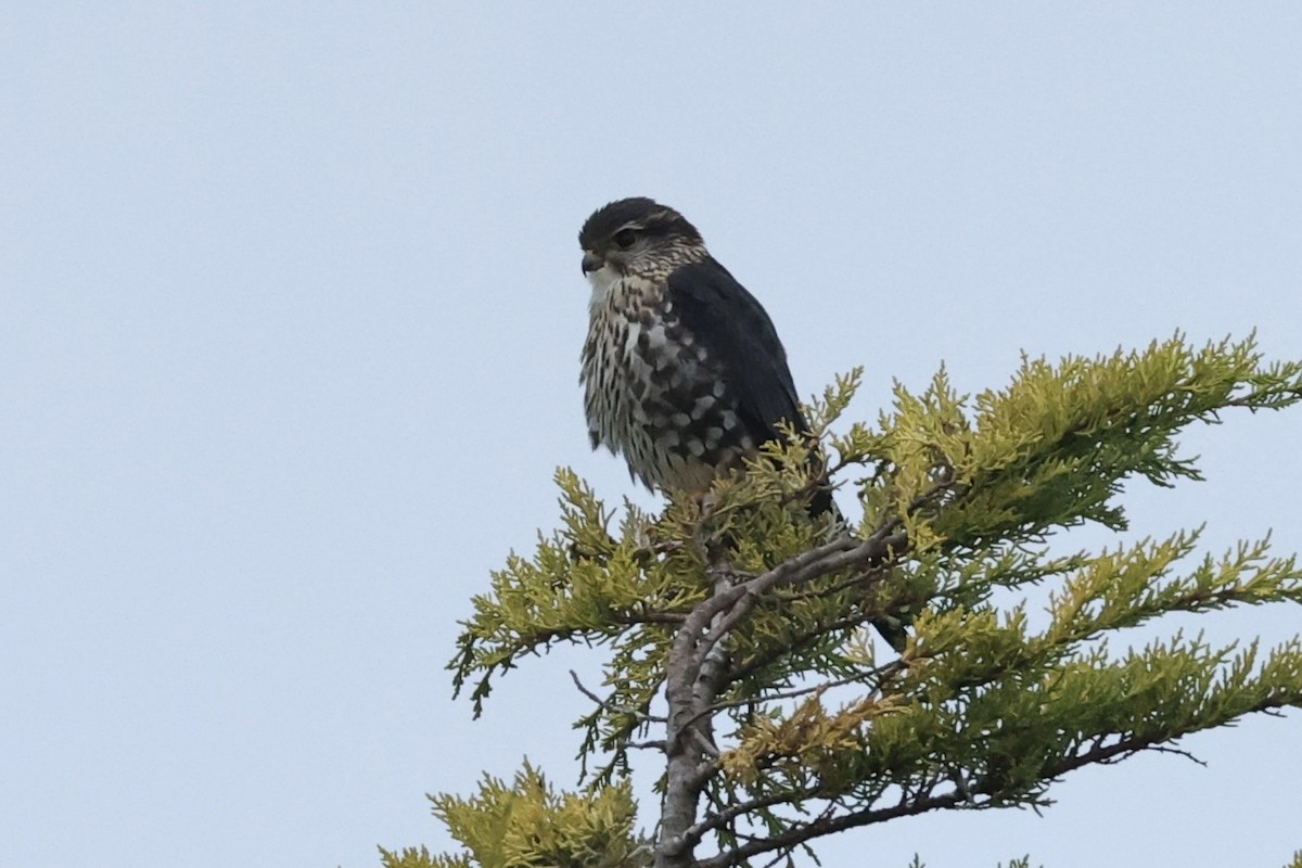 בז גמדי - ML647183311