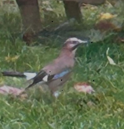 Eurasian Jay - ML647183312