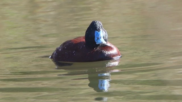 Blue-billed Duck - ML647183323