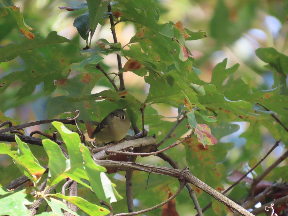 Ruby-crowned Kinglet - ML647183326