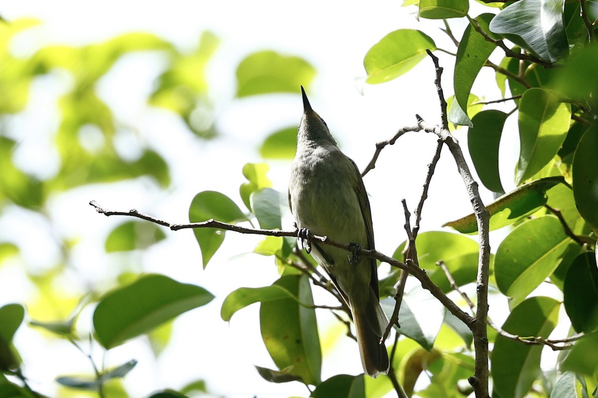 Brown Honeyeater - ML647183345