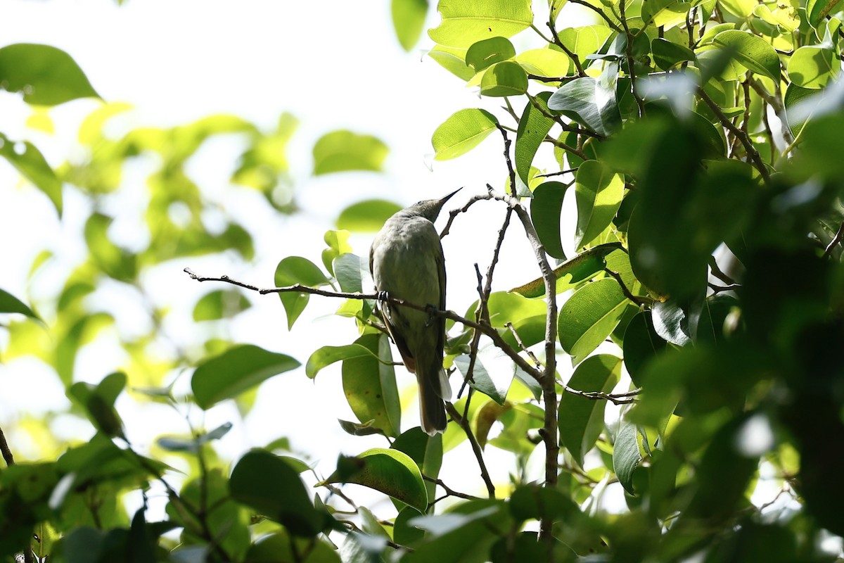 Brown Honeyeater - ML647183346