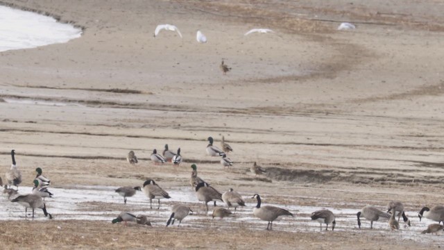 Canada Goose - ML647183348