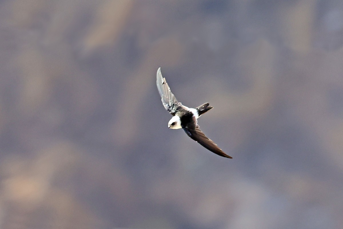 Andean Swift - ML647183349