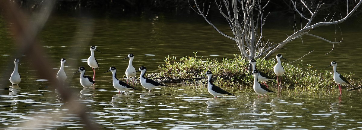 Échasse d'Amérique - ML647183357
