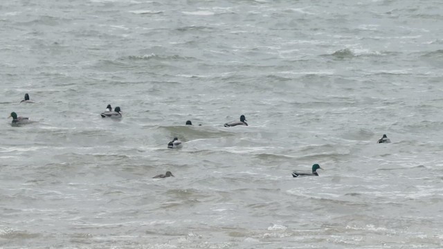 ברכיה - ML647183358