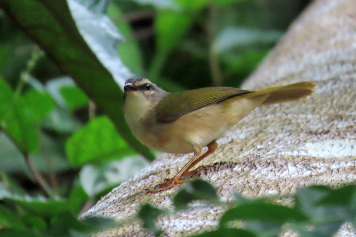 Riverbank Warbler (Southern) - ML647183359